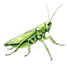 Cricket Bait