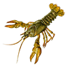 Crawdad Bait